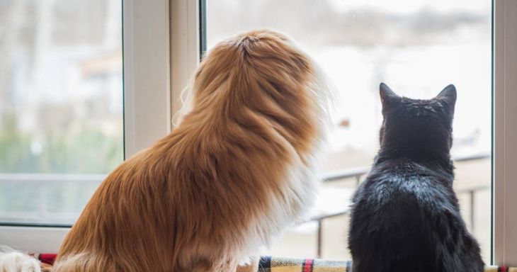 Loop niet het risico dat u uw hond of kat kwijtraakt