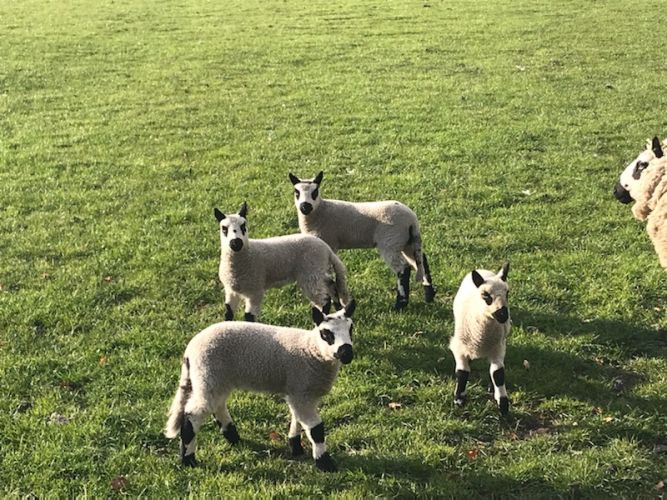 Ontwormen & vaccineren schapen en geiten