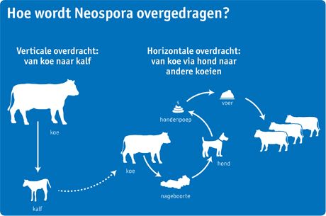 neospora neospora