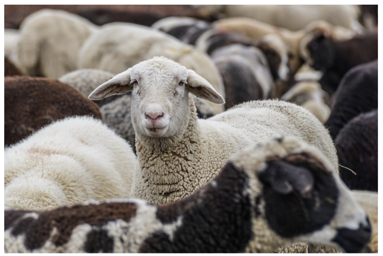 Hoe herken ik of mijn schaap ziek is?