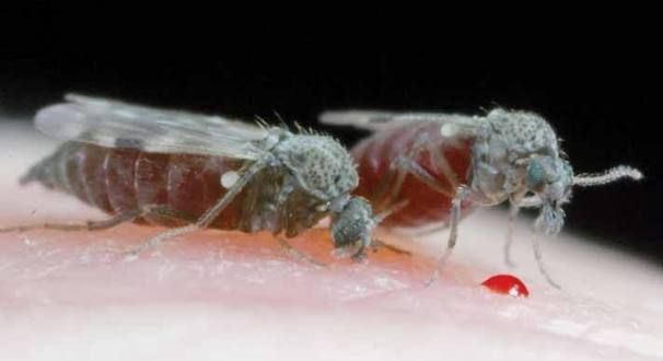 Shamonda-virus